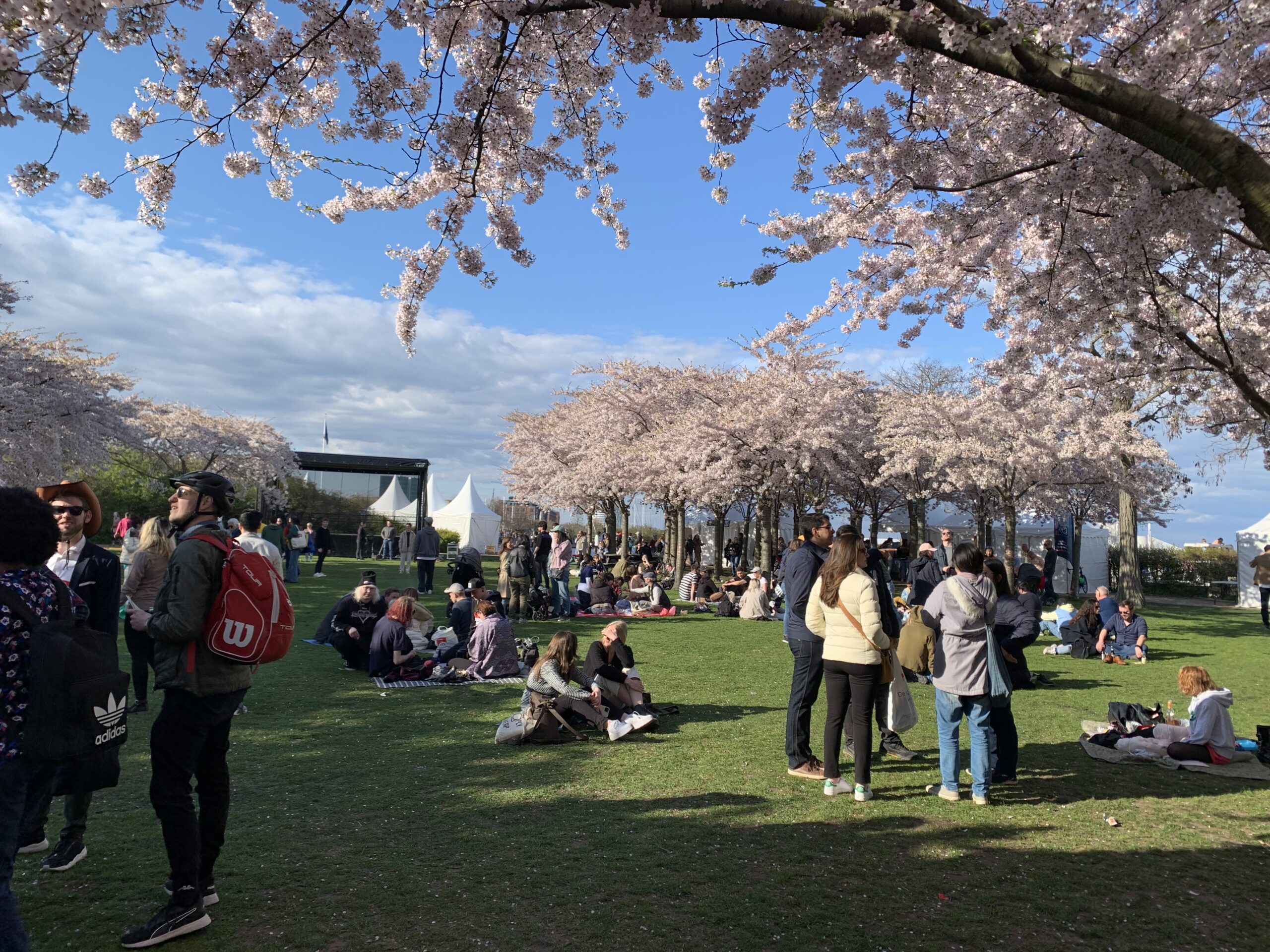 Sakurafestival – en hel weekend med glade gæster